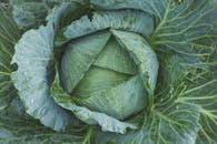 Green Cabbage